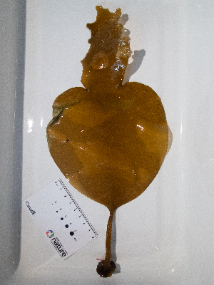  ( - AMS01045)  @11 [ ] by-nc (2022) Unspecified Canadian Museum of Nature