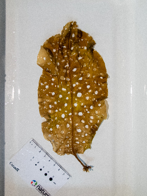  ( - AMS01048)  @11 [ ] by-nc (2022) Unspecified Canadian Museum of Nature