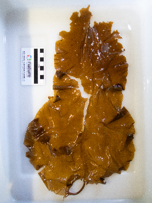  ( - AMS01064)  @11 [ ] by-nc (2022) Unspecified Canadian Museum of Nature