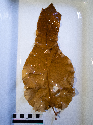  ( - AMS01065)  @11 [ ] by-nc (2022) Unspecified Canadian Museum of Nature