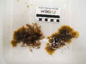  ( - AMS01083)  @11 [ ] by-nc (2022) Unspecified Canadian Museum of Nature
