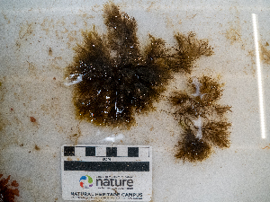  ( - AMS01088)  @11 [ ] by-nc (2022) Unspecified Canadian Museum of Nature
