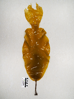  ( - AMS01092)  @11 [ ] by-nc (2022) Unspecified Canadian Museum of Nature