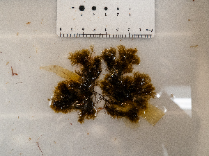  ( - AMS01095)  @11 [ ] by-nc (2022) Unspecified Canadian Museum of Nature