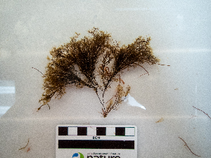  ( - AMS01108)  @11 [ ] by-nc (2022) Unspecified Canadian Museum of Nature