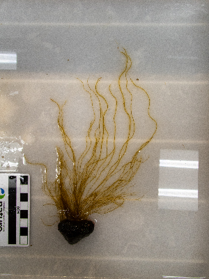  ( - AMS01118)  @11 [ ] by-nc (2022) Unspecified Canadian Museum of Nature