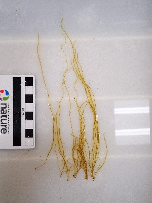  ( - AMS01119)  @11 [ ] by-nc (2022) Unspecified Canadian Museum of Nature