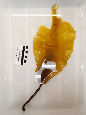  ( - AMS01155)  @11 [ ] by-nc (2022) Unspecified Canadian Museum of Nature