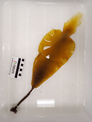  ( - AMS01156)  @11 [ ] by-nc (2022) Unspecified Canadian Museum of Nature