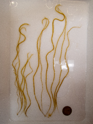  ( - AMS01159)  @11 [ ] by-nc (2022) Unspecified Canadian Museum of Nature