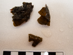  (Ralfsia fungiformis - AMS01161)  @11 [ ] by-nc (2022) Unspecified Canadian Museum of Nature