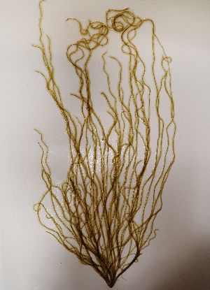  ( - AMS01165)  @11 [ ] by-nc (2022) Unspecified Canadian Museum of Nature