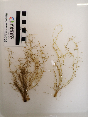  ( - AMS01178)  @11 [ ] by-nc (2022) Unspecified Canadian Museum of Nature