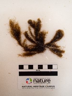  ( - AMS01184)  @11 [ ] by-nc (2022) Unspecified Canadian Museum of Nature