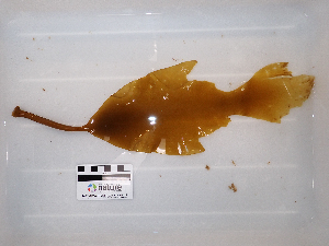  ( - AMS01191)  @11 [ ] by-nc (2022) Unspecified Canadian Museum of Nature