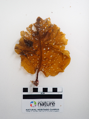  ( - AMS01199)  @11 [ ] by-nc (2022) Unspecified Canadian Museum of Nature