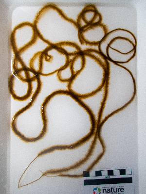  ( - AMS01230)  @11 [ ] by-nc (2022) Unspecified Canadian Museum of Nature