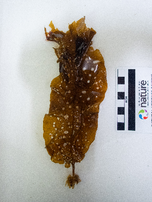  ( - AMS01232)  @11 [ ] by-nc (2022) Unspecified Canadian Museum of Nature