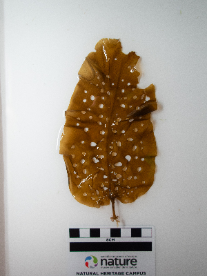  ( - AMS01242)  @11 [ ] by-nc (2022) Unspecified Canadian Museum of Nature