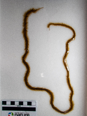  ( - AMS01265)  @11 [ ] by-nc (2022) Unspecified Canadian Museum of Nature