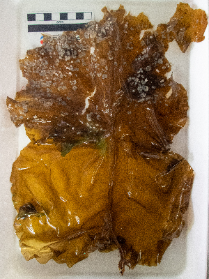  ( - AMS01287)  @11 [ ] by-nc (2022) Unspecified Canadian Museum of Nature