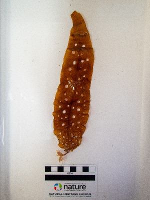  ( - AMS01345)  @11 [ ] by-nc (2022) Canadian Museum of Nature Unspecified