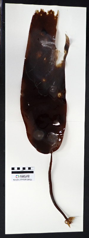  ( - AMS01348)  @11 [ ] by-nc (2022) Canadian Museum of Nature Unspecified