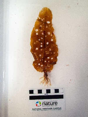  ( - AMS01353)  @11 [ ] by-nc (2022) Canadian Museum of Nature Unspecified