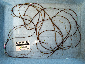  ( - AMS01376)  @11 [ ] by-nc (2022) Canadian Museum of Nature Unspecified