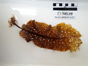  ( - AMS01378)  @11 [ ] by-nc (2022) Canadian Museum of Nature Unspecified