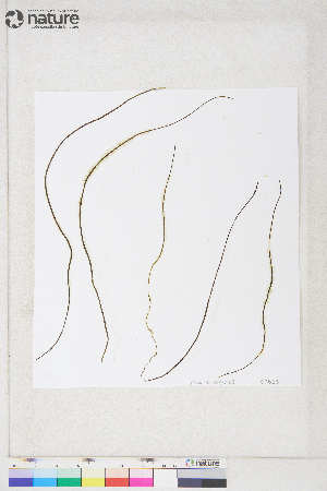  ( - Dally-Belanger23)  @11 [ ] by-nc (2022) Unspecified Canadian Museum of Nature