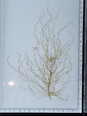  ( - JLC00120)  @11 [ ] by-nc (2022) Unspecified Canadian Museum of Nature