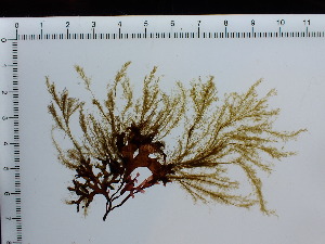  ( - JLC00127)  @11 [ ] by-nc (2022) Unspecified Canadian Museum of Nature