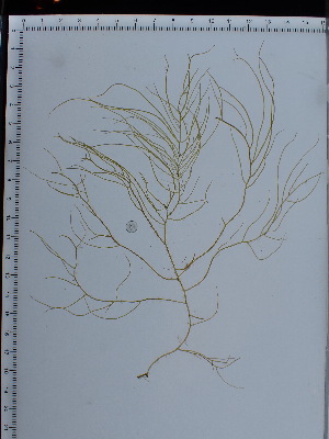  ( - JLC00140)  @11 [ ] by-nc (2022) Unspecified Canadian Museum of Nature