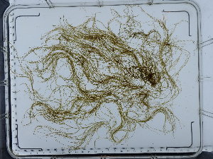  ( - JLC00145)  @11 [ ] by-nc (2022) Unspecified Canadian Museum of Nature