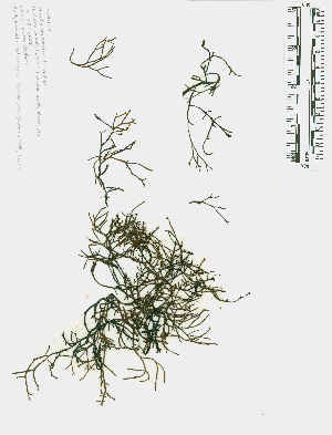  ( - JLC00177)  @11 [ ] by-nc (2022) Canadian Museum of Nature Unspecified