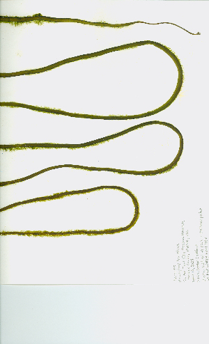  ( - JLC00185)  @11 [ ] by-nc (2022) Canadian Museum of Nature Unspecified