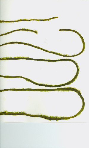  ( - JLC00185)  @11 [ ] by-nc (2022) Canadian Museum of Nature Unspecified