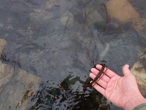  (Halosiphon tomentosus - JLC00185)  @11 [ ] by-nc (2022) Canadian Museum of Nature Unspecified