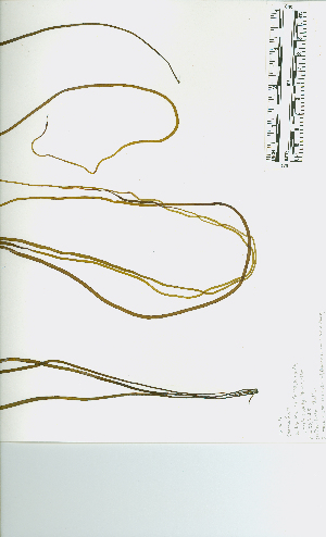  ( - JLC00196)  @11 [ ] by-nc (2022) Canadian Museum of Nature Unspecified