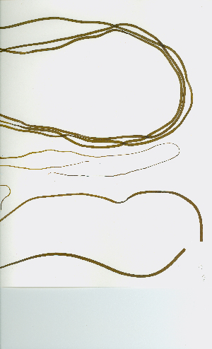  ( - JLC00196)  @11 [ ] by-nc (2022) Canadian Museum of Nature Unspecified