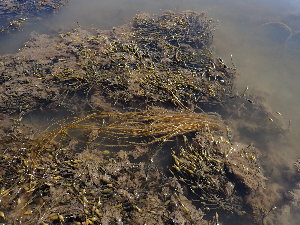  ( - JLC00196)  @11 [ ] by-nc (2022) Canadian Museum of Nature Unspecified