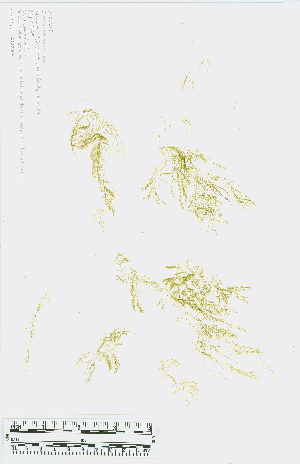  ( - JLC00215)  @11 [ ] by-nc (2022) Canadian Museum of Nature Unspecified