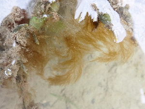  (Ectocarpus fasciculatus - JLC00215)  @11 [ ] by-nc (2022) Canadian Museum of Nature Unspecified