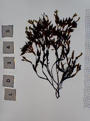  (Fucus vesiculosus - LD00145)  @11 [ ] by-nc (2022) Unspecified Canadian Museum of Nature