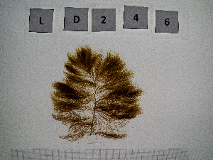  ( - LD00246)  @11 [ ] by-nc (2022) Unspecified Canadian Museum of Nature