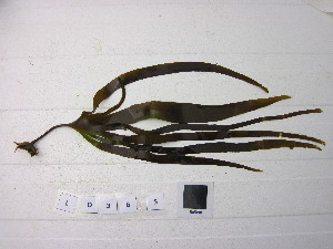  ( - LD00365)  @11 [ ] CreativeCommons - Attribution Non-Commercial (2025) Unspecified Canadian Museum of Nature