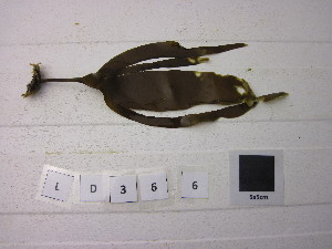  ( - LD00366)  @11 [ ] CreativeCommons - Attribution Non-Commercial (2025) Unspecified Canadian Museum of Nature