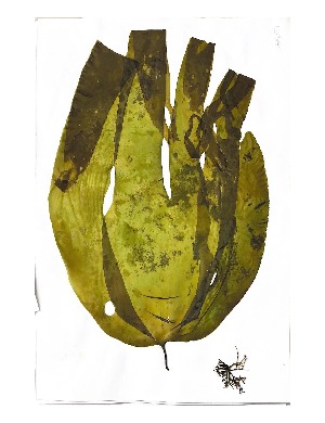  ( - LD00367)  @11 [ ] CreativeCommons  Attribution Non-Commercial (by-nc) (2022) Unspecified Canadian Museum of Nature