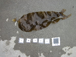  ( - LD00368)  @11 [ ] CreativeCommons - Attribution Non-Commercial (2025) Unspecified Canadian Museum of Nature